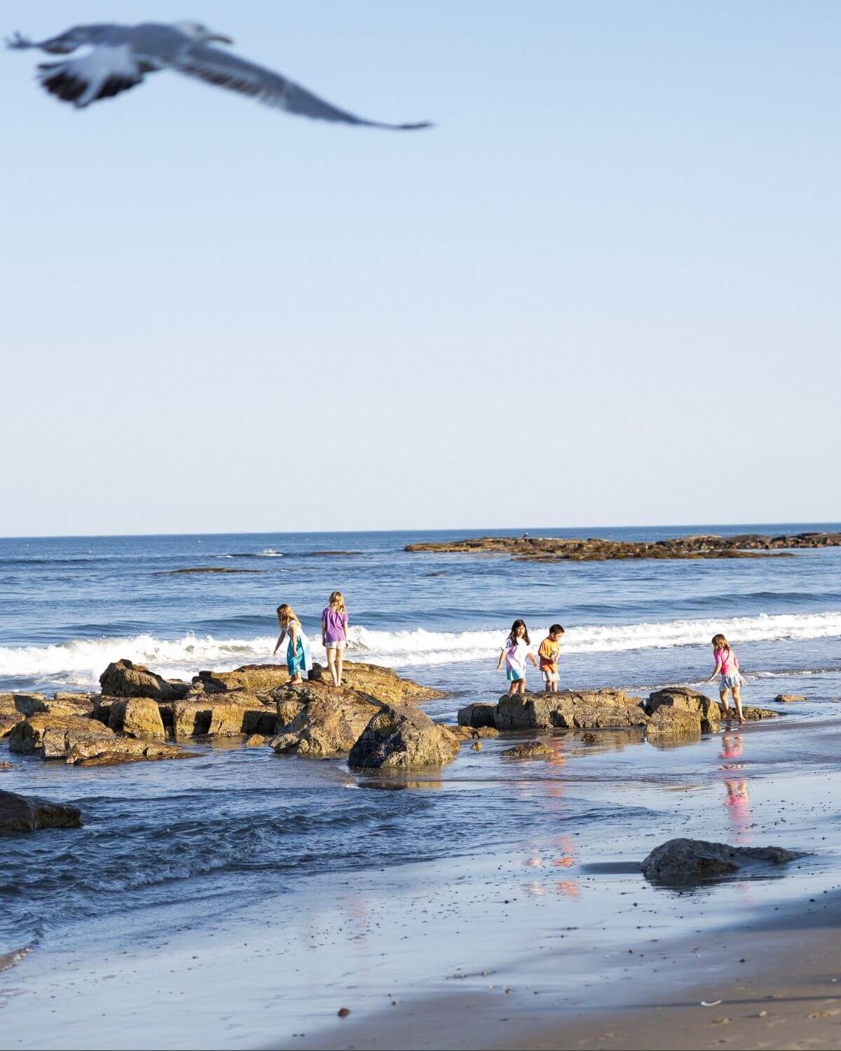 pirates cove near Wallis Sands Beach in Rye, NH picture from a family vacation with kids playing on rocks at low tide on the beach with a seagull in the foreground