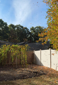 leaves falling in backyard over weeping cherry tree in the fall in new England