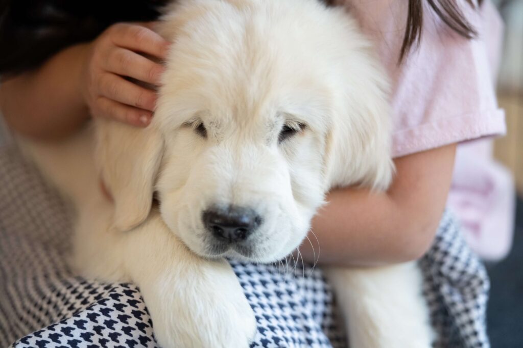 English Cream Golden Retriever Puppy in a kid's lap